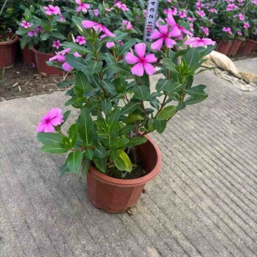 长春花20-50高，盆苗，7斤袋，各种规格，大量低价出售