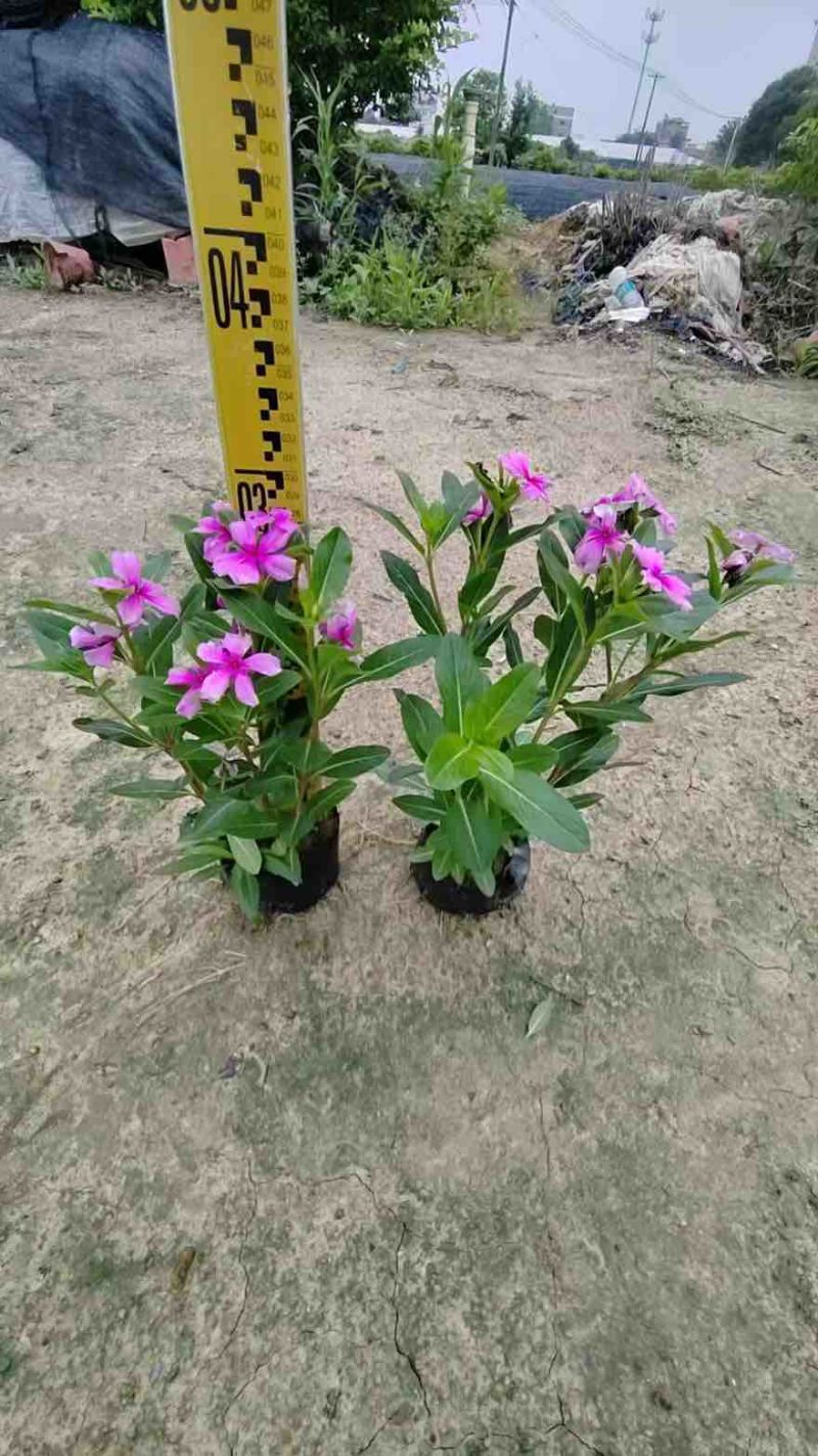 长春花20-50高，盆苗，7斤袋，各种规格，大量低价出售