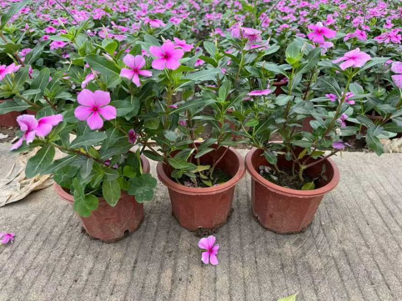 长春花20-50高，盆苗，7斤袋，各种规格，大量低价出售