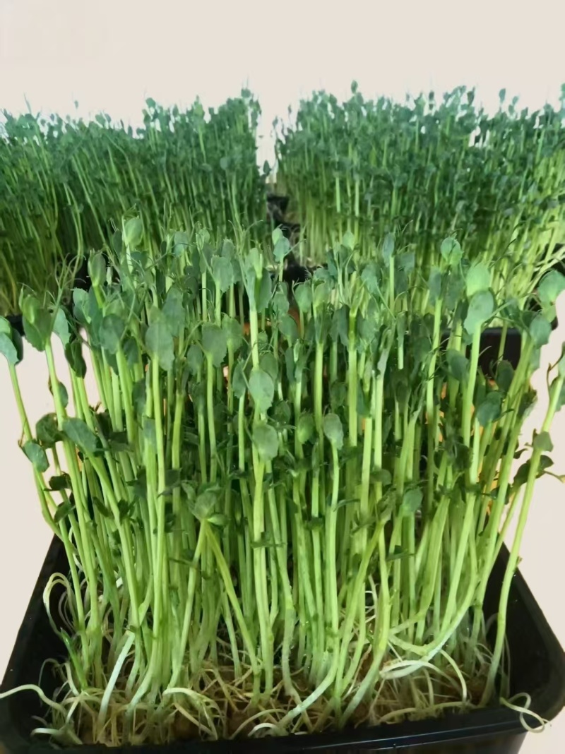 源青芽芽苗菜