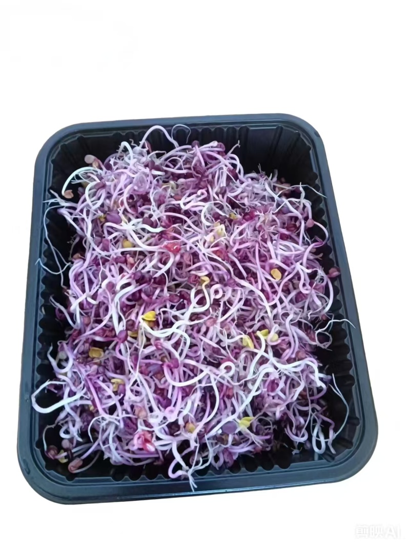 源青芽芽苗菜