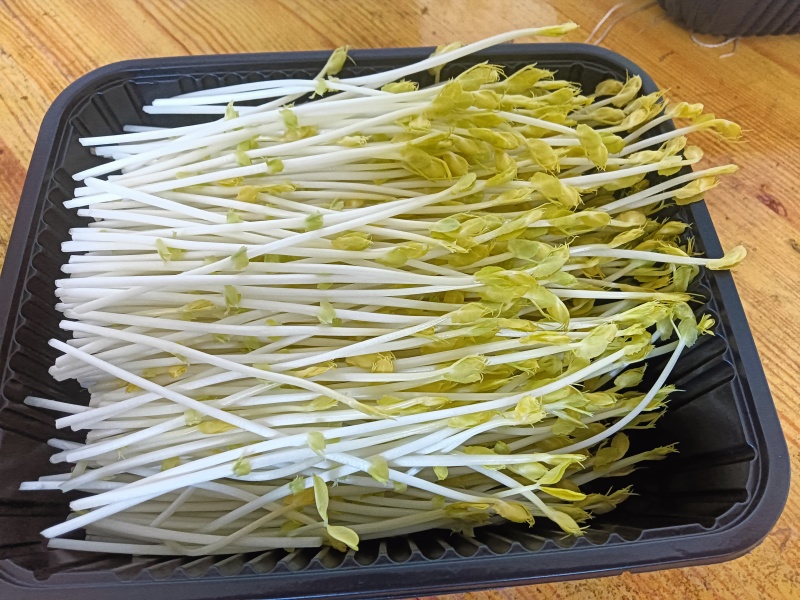 源青芽芽苗菜