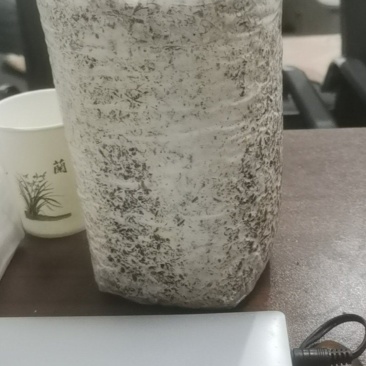 羊肚菌菌包