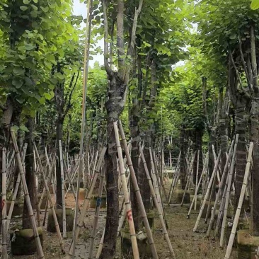 宫粉紫荆骨架8-25分，一手货源，基地直销，大量低价出售