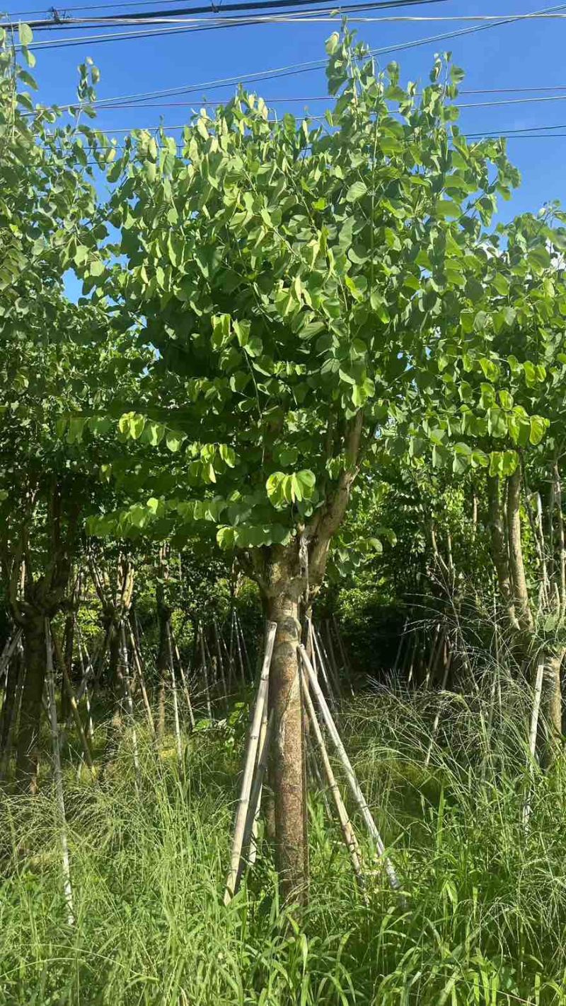 宫粉紫荆骨架8-25分，一手货源，基地直销，大量低价出售