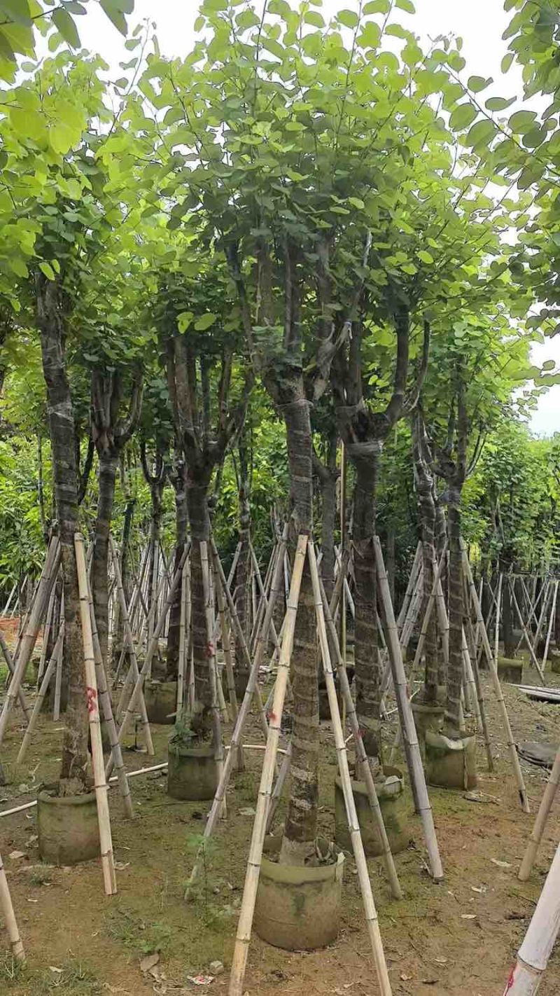 宫粉紫荆骨架8-25分，一手货源，基地直销，大量低价出售
