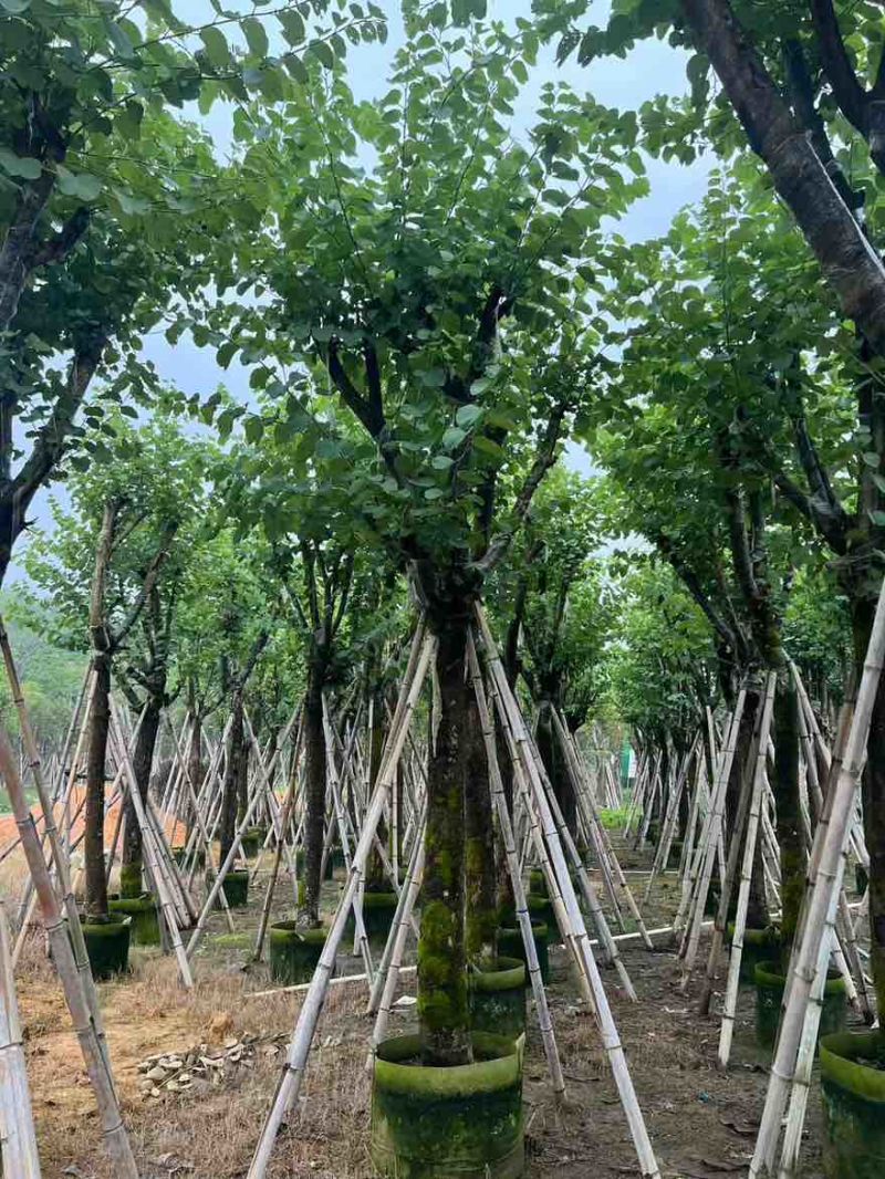 宫粉紫荆骨架8-25分，一手货源，基地直销，大量低价出售