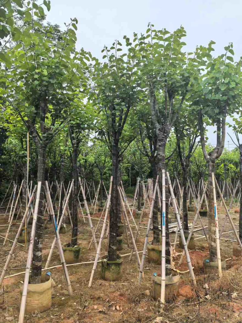 宫粉紫荆骨架8-25分，一手货源，基地直销，大量低价出售