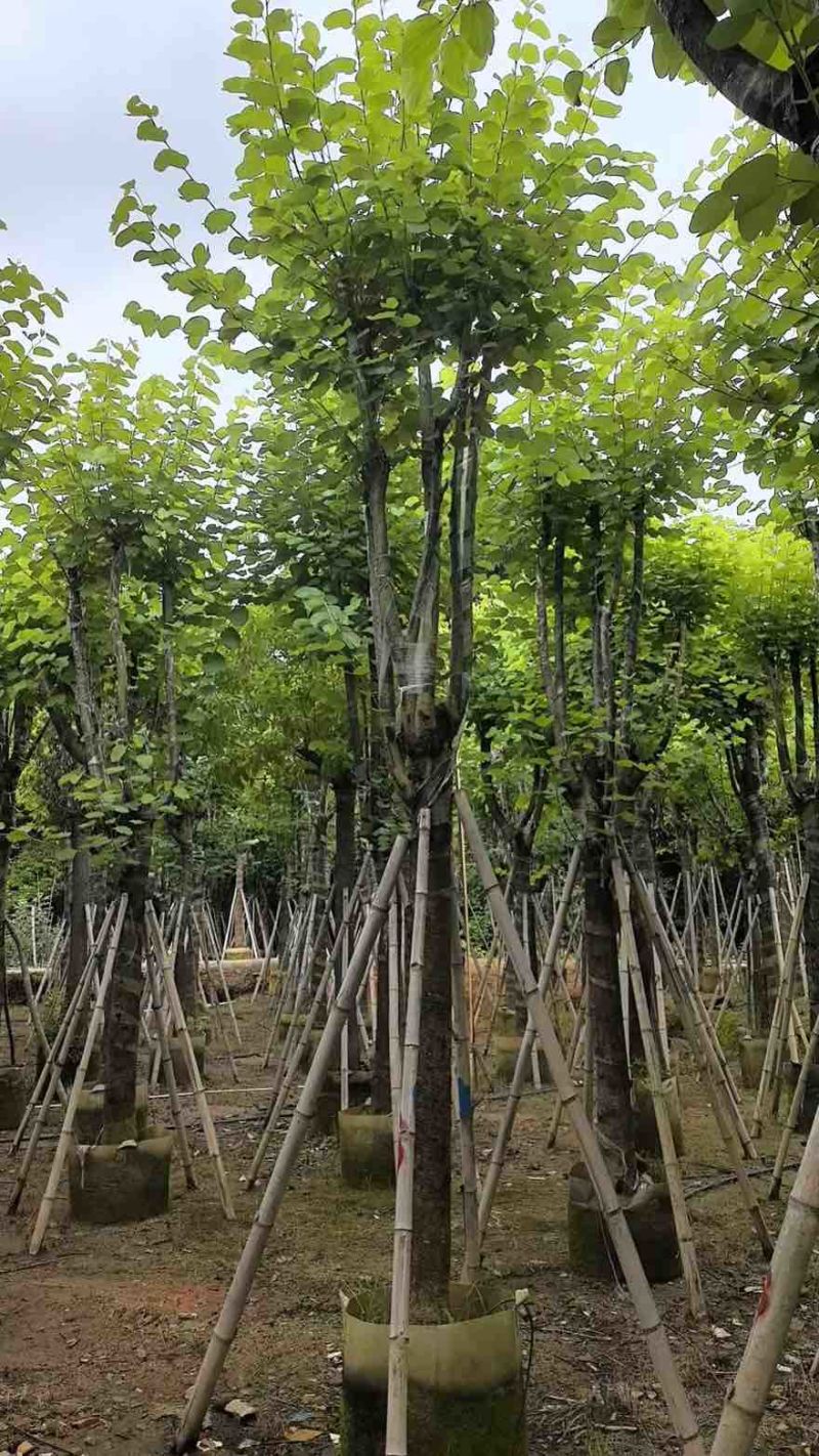宫粉紫荆骨架8-25分，一手货源，基地直销，大量低价出售