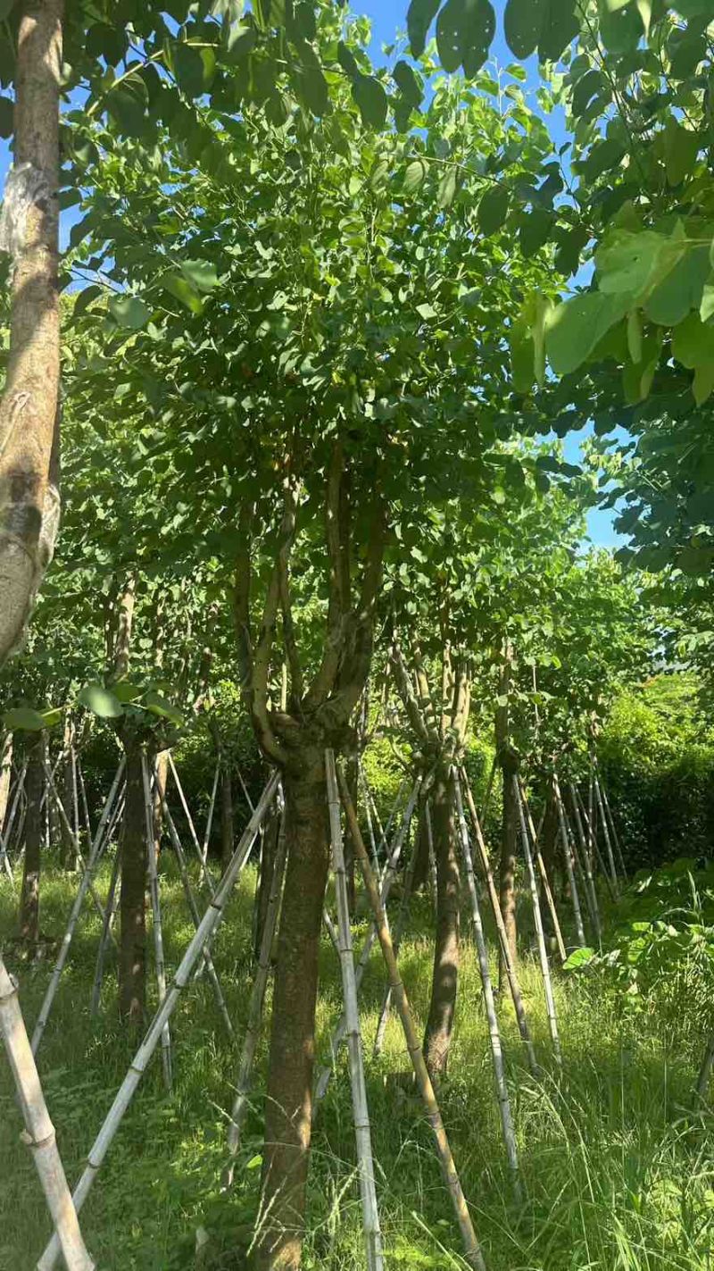 宫粉紫荆骨架8-25分，一手货源，基地直销，大量低价出售