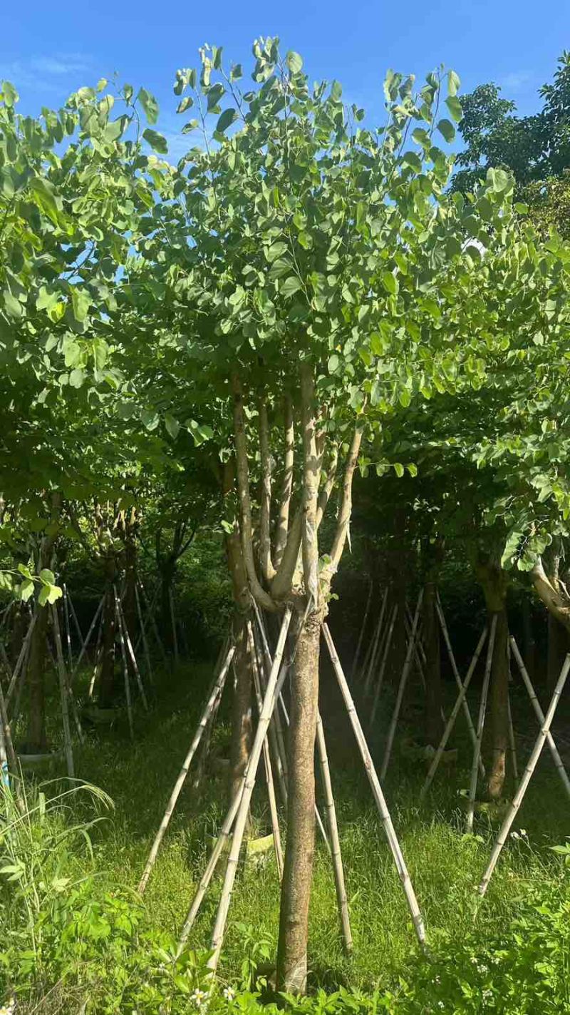 宫粉紫荆骨架8-25分，一手货源，基地直销，大量低价出售