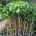 芒果果苗1-20分，一手货源，基地直销，各种规格，大量低价出