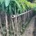 芒果果苗1-20分，一手货源，基地直销，各种规格，大量低价出