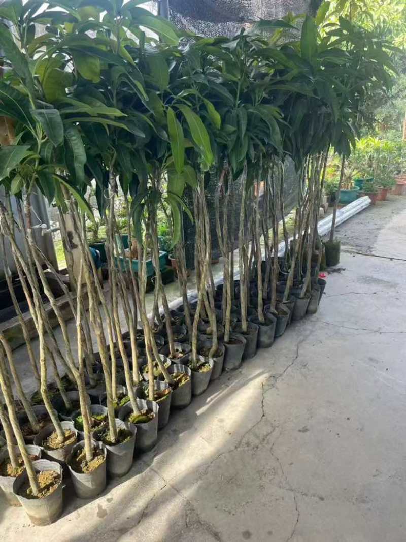芒果果苗1-20分，一手货源，基地直销，各种规格，大量低价出