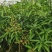 芒果果苗1-20分，一手货源，基地直销，各种规格，大量低价出