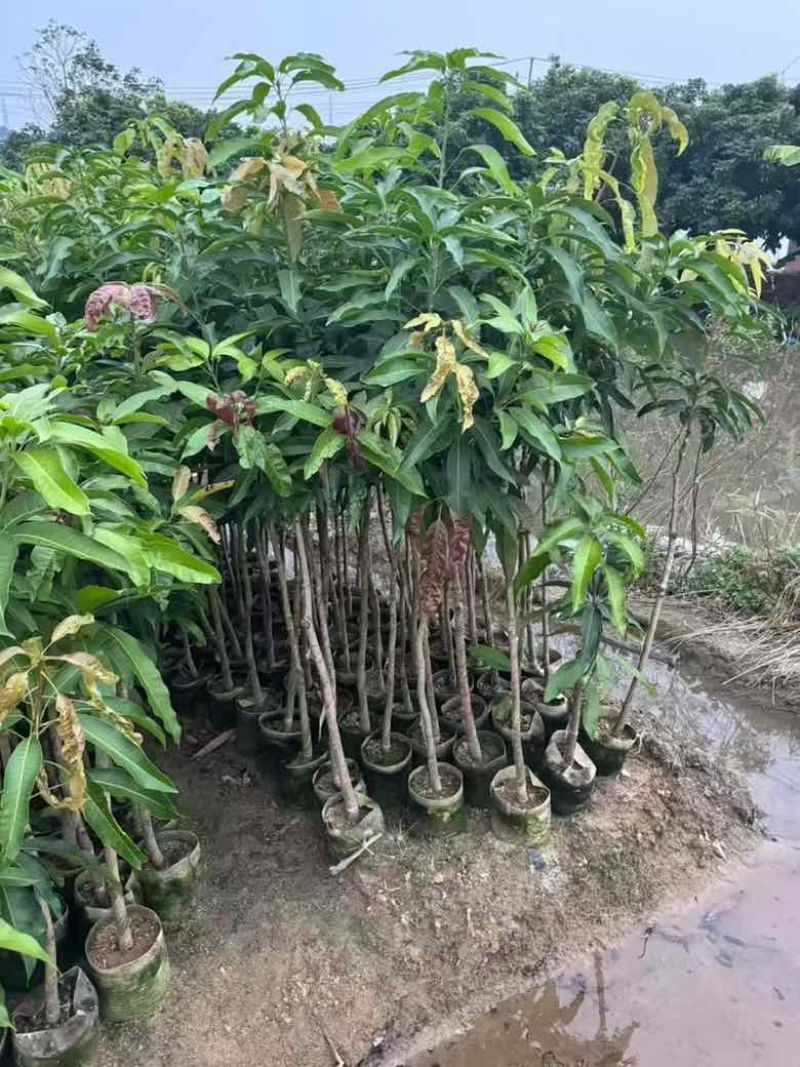 芒果果苗1-20分，一手货源，基地直销，各种规格，大量低价出