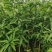 芒果果苗1-20分，一手货源，基地直销，各种规格，大量低价出