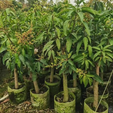 芒果果苗1-20分，一手货源，基地直销，各种规格，大量低价出