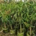 芒果果苗1-20分，一手货源，基地直销，各种规格，大量低价出