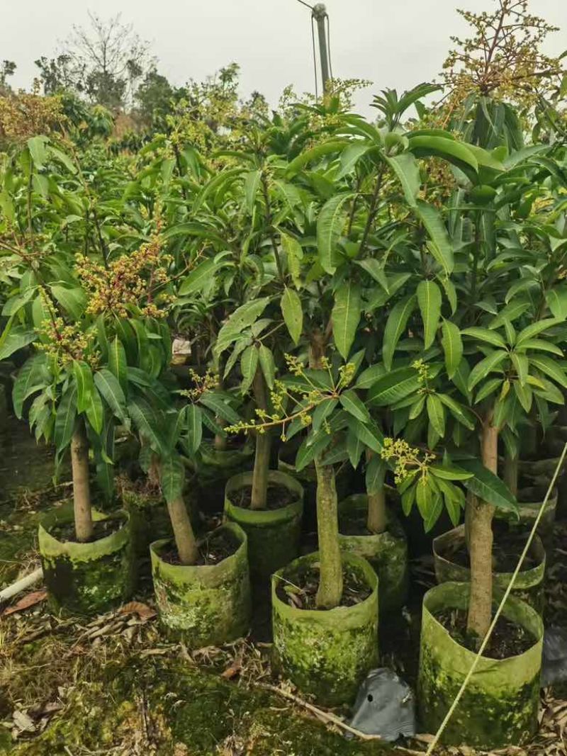 芒果果苗1-20分，一手货源，基地直销，各种规格，大量低价出