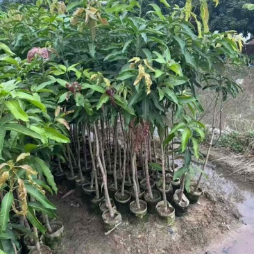 芒果果苗50-300高，基地直销，一手货源，大量低价出售
