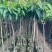 芒果果苗50-300高，基地直销，一手货源，大量低价出售