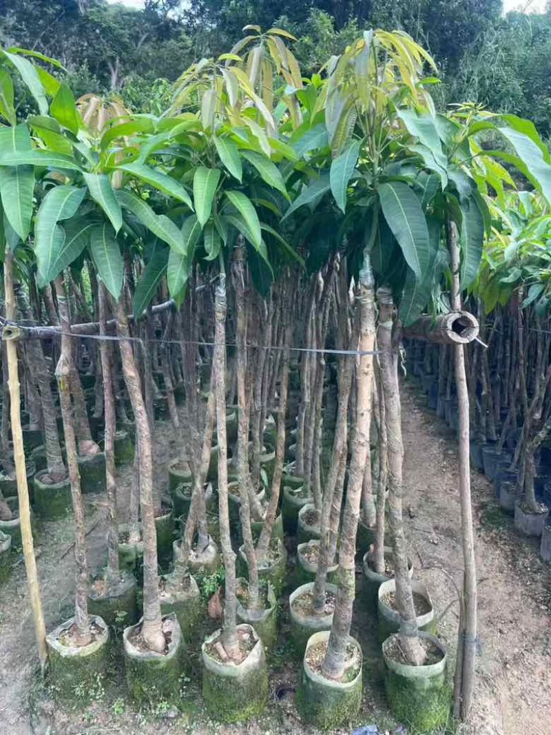 芒果果苗50-300高，基地直销，一手货源，大量低价出售
