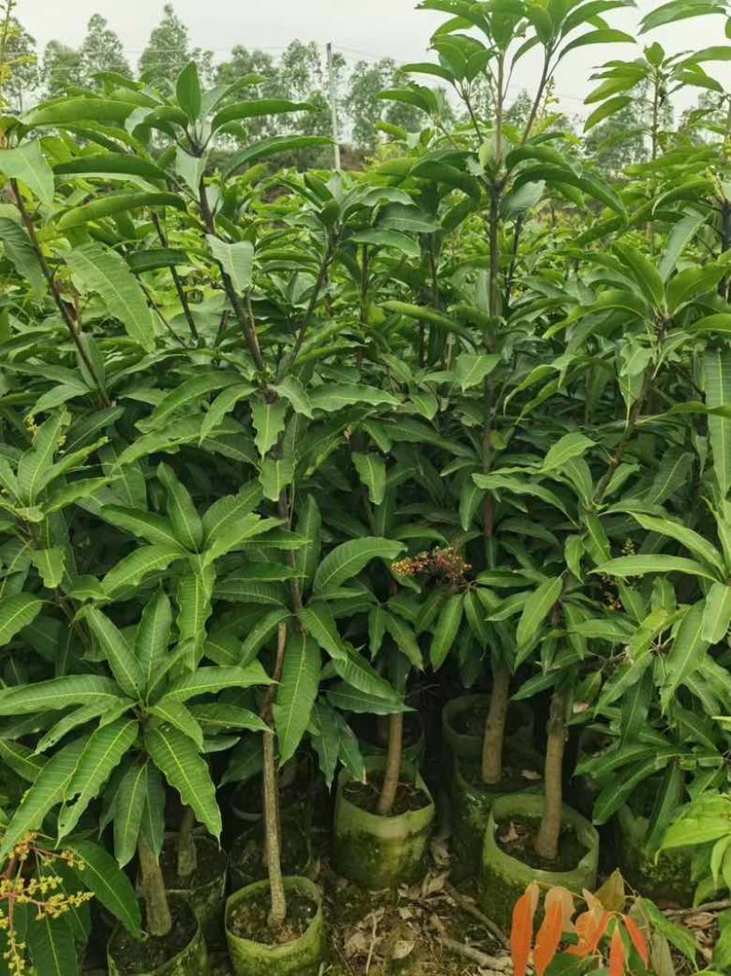 芒果果苗50-300高，基地直销，一手货源，大量低价出售