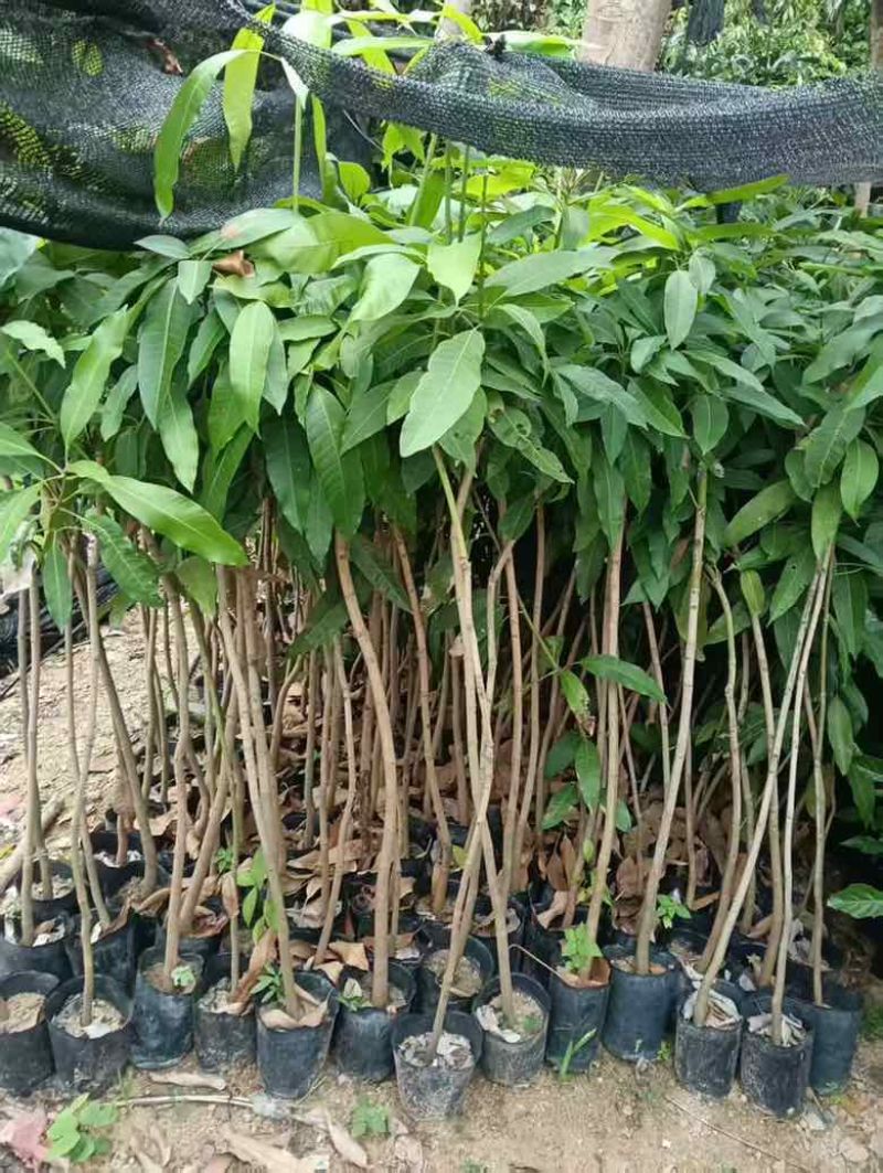 芒果果苗50-300高，基地直销，一手货源，大量低价出售