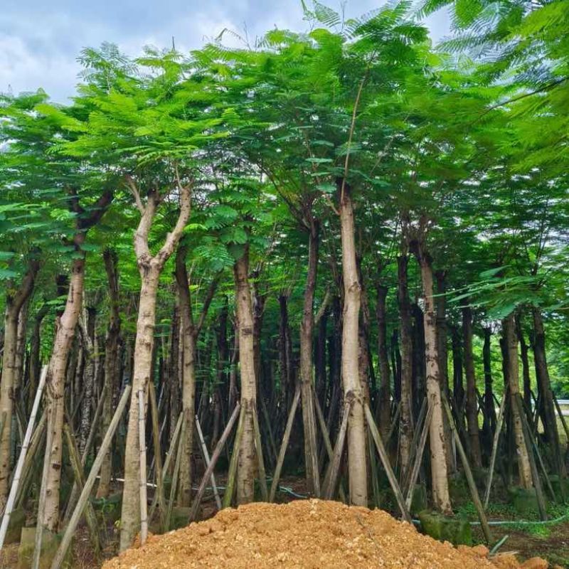 凤凰木3-30分，基地直销，一手货源，大量低价出售，欢迎选购