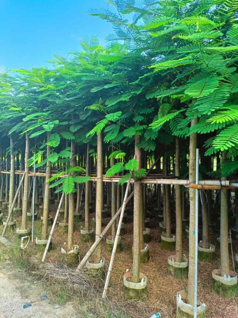凤凰木3-30分，基地直销，一手货源，大量低价出售，欢迎选购