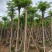 凤凰木3-30分，基地直销，一手货源，大量低价出售，欢迎选购
