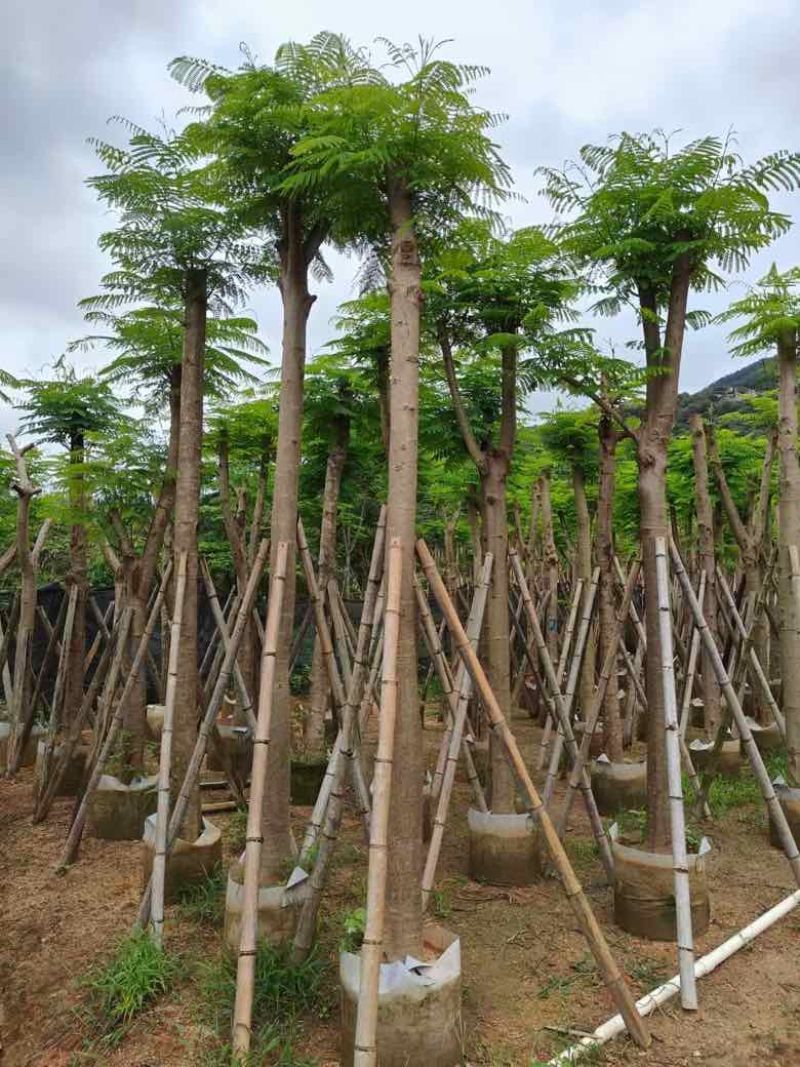 凤凰木3-30分，基地直销，一手货源，大量低价出售，欢迎选购