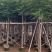 凤凰木3-30分，基地直销，一手货源，大量低价出售，欢迎选购
