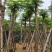 凤凰木3-30分，基地直销，一手货源，大量低价出售，欢迎选购