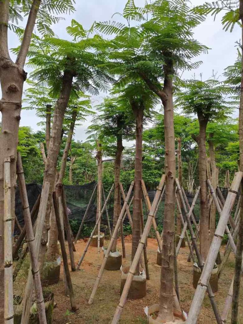 凤凰木3-30分，基地直销，一手货源，大量低价出售，欢迎选购