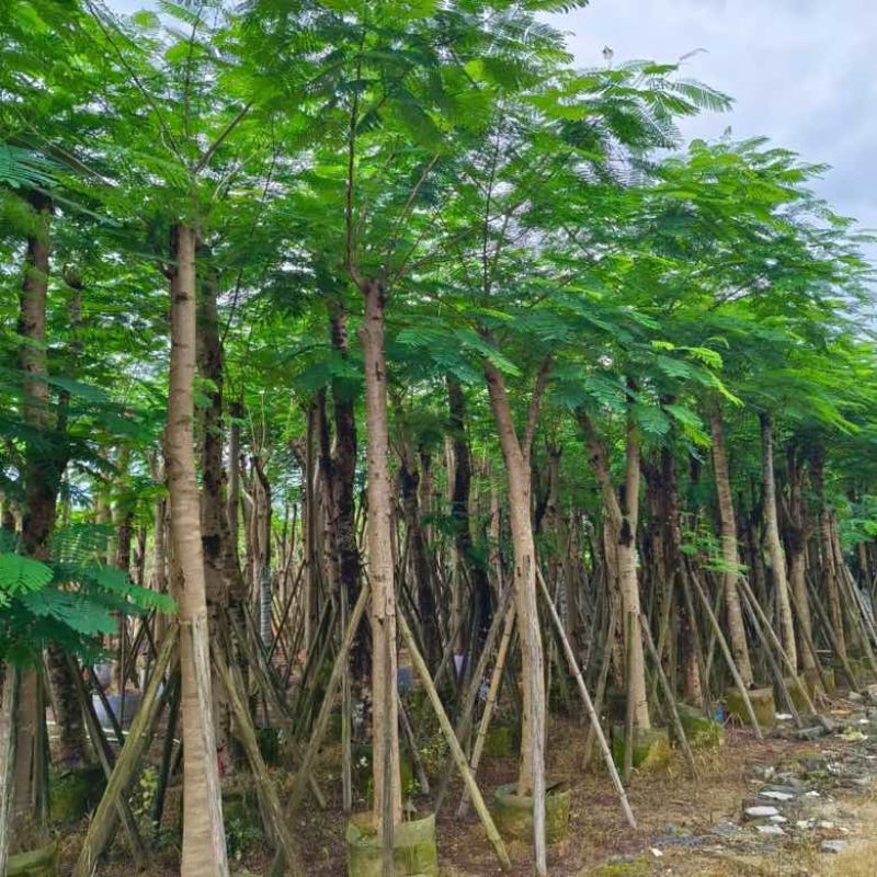 凤凰木3-30分，基地直销，一手货源，大量低价出售，欢迎选购