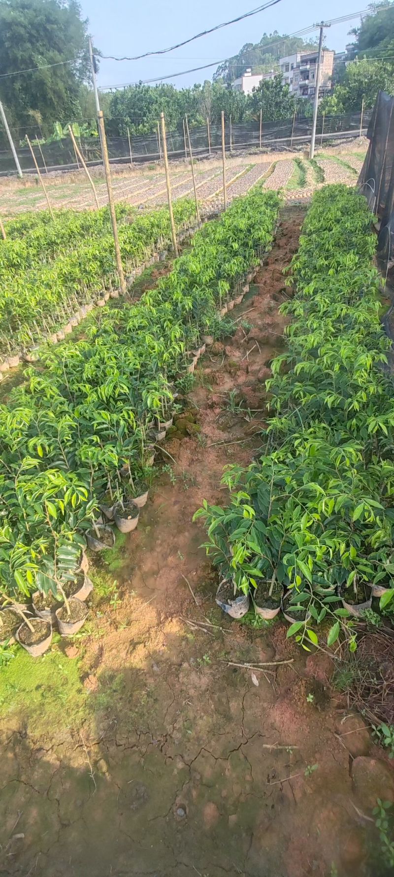 金沙叶，红骨凹身，香脉，西瓜叶