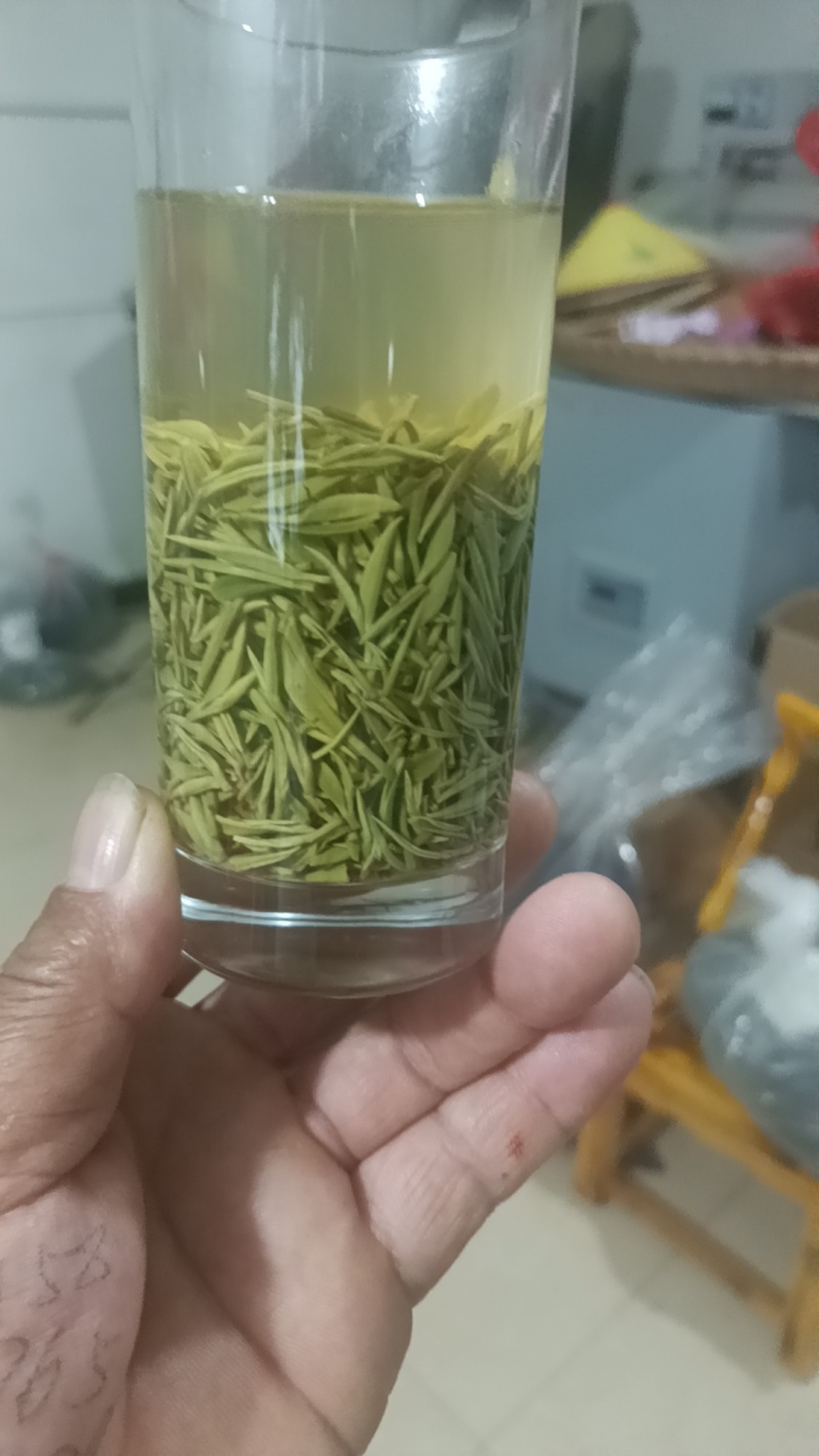 信阳毛尖