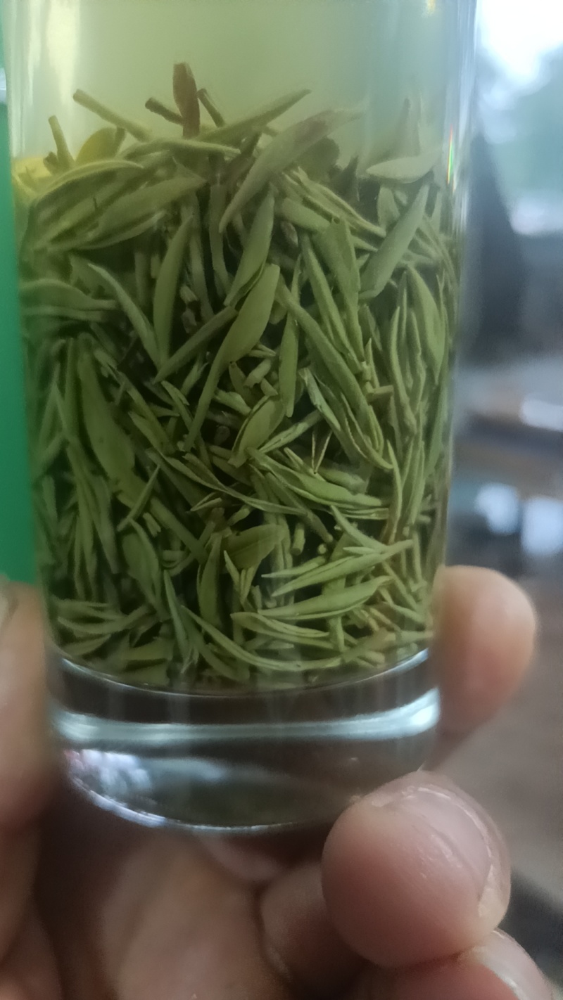 信阳毛尖