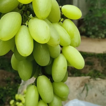 果面干净颗粒大口感好