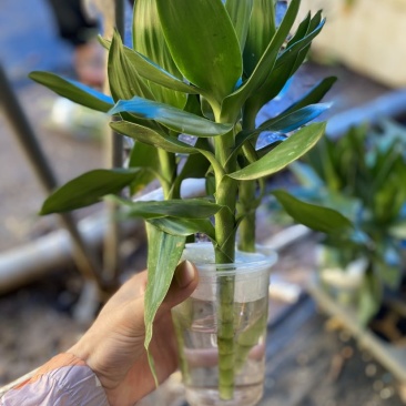 带根荷花竹