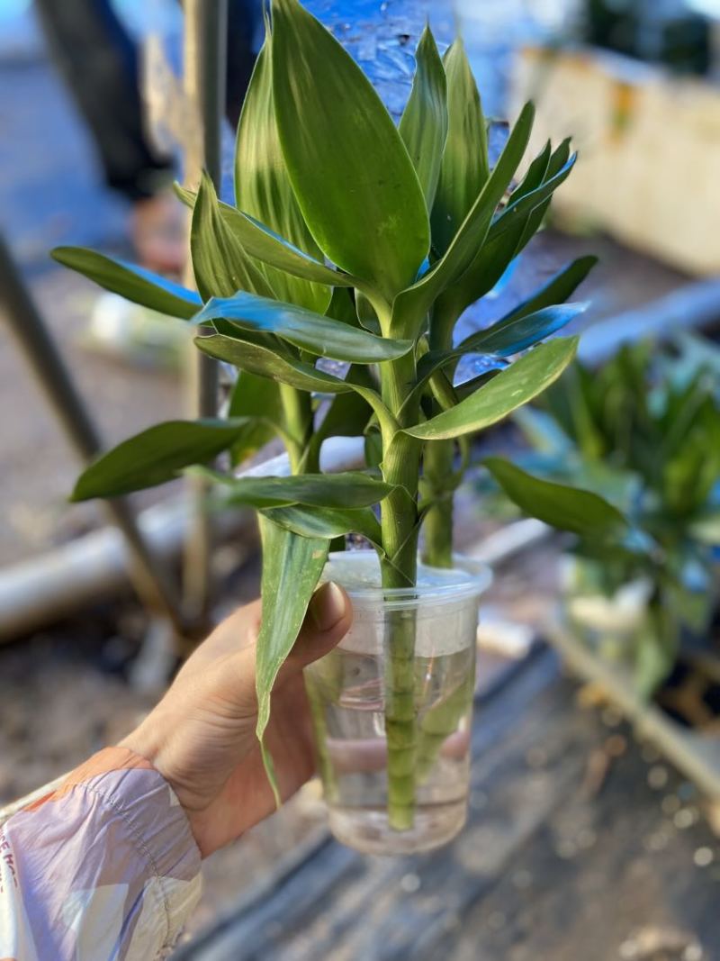 带根荷花竹