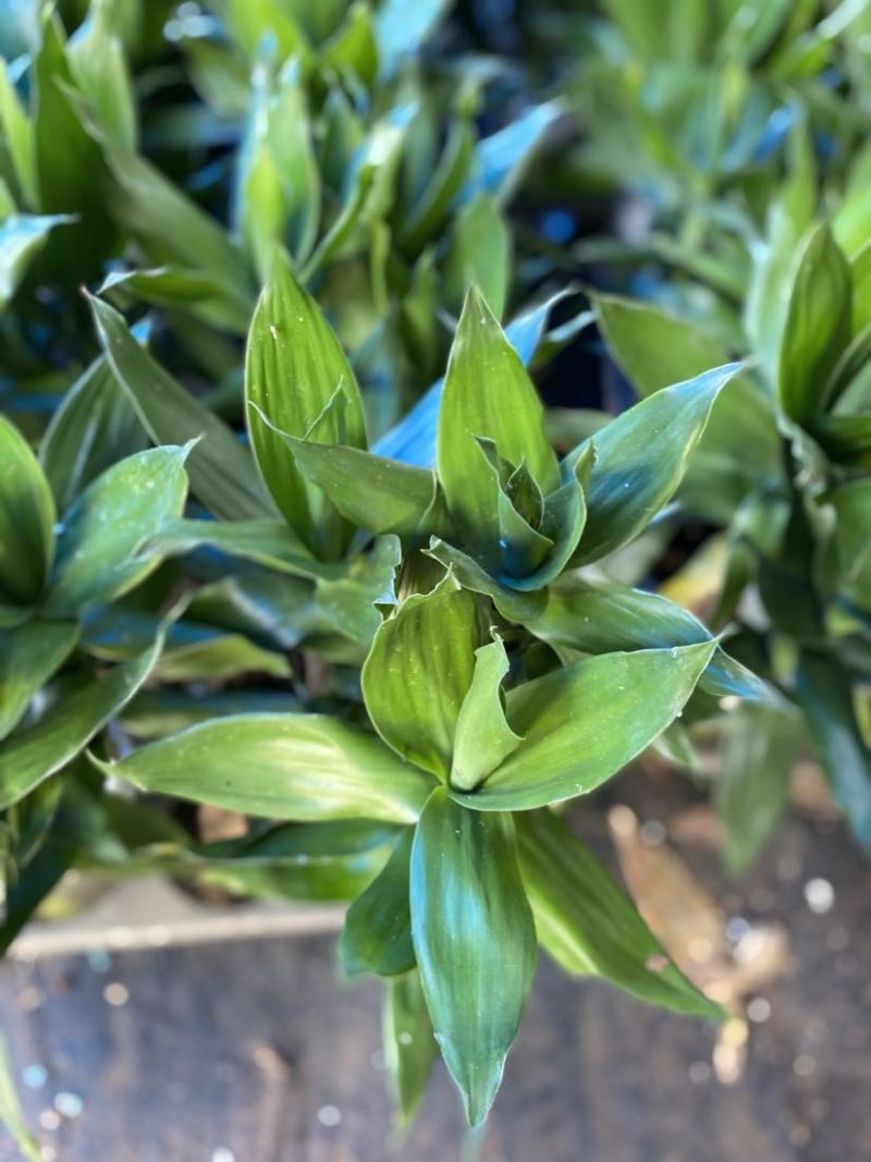 带根荷花竹