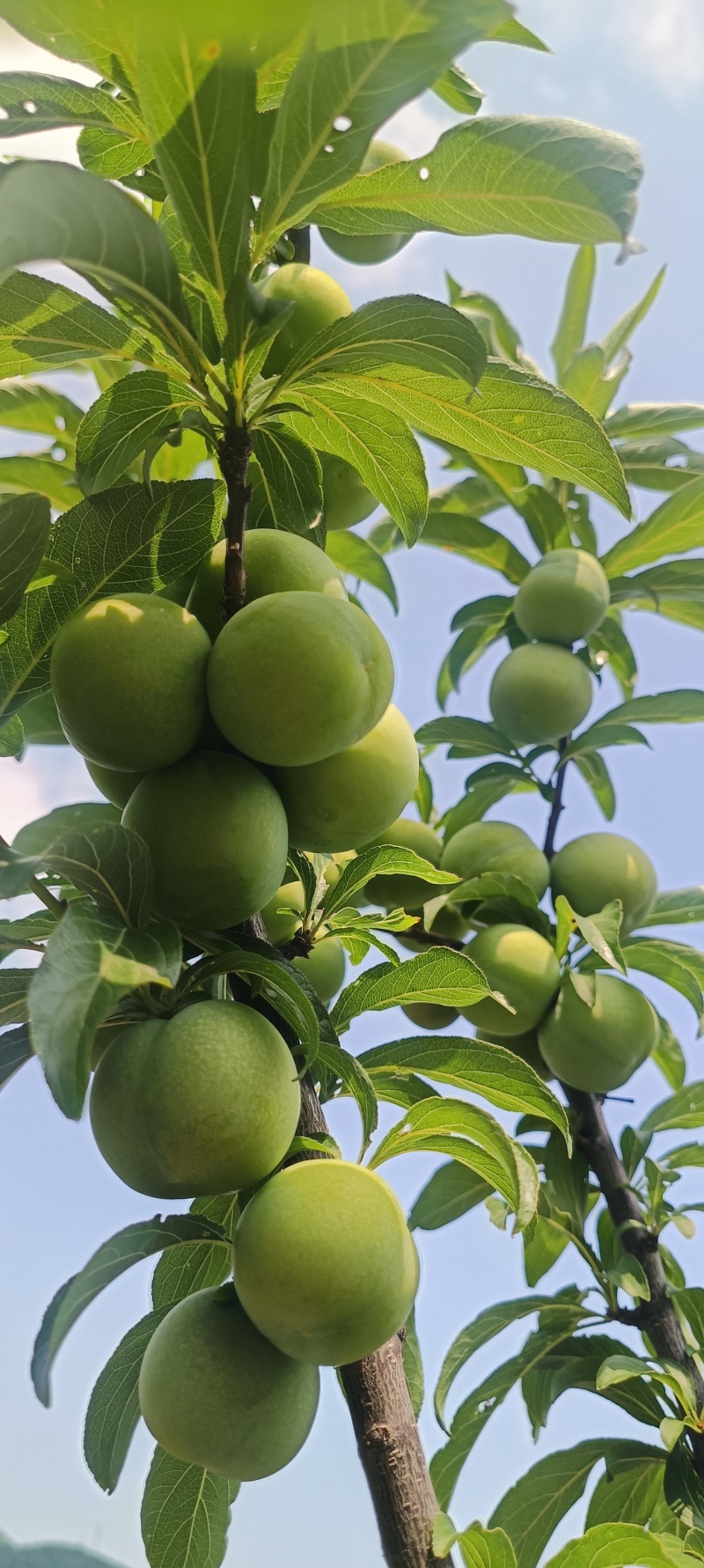 六马打帮青脆李