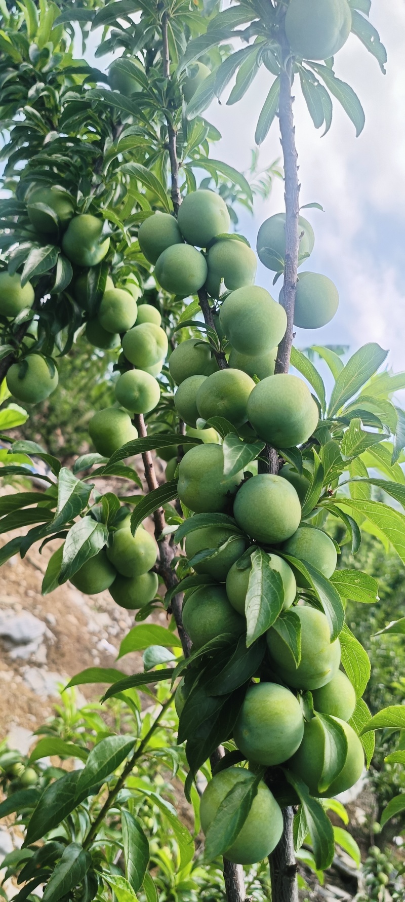 六马打帮青脆李