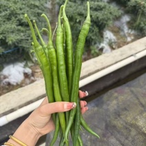靓货靓货3号线椒大量供应市场量大从优一手货源