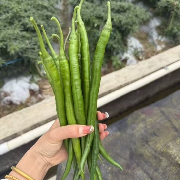 靓货靓货3号线椒大量供应市场量大从优一手货源