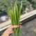 靓货靓货3号线椒大量供应市场量大从优一手货源
