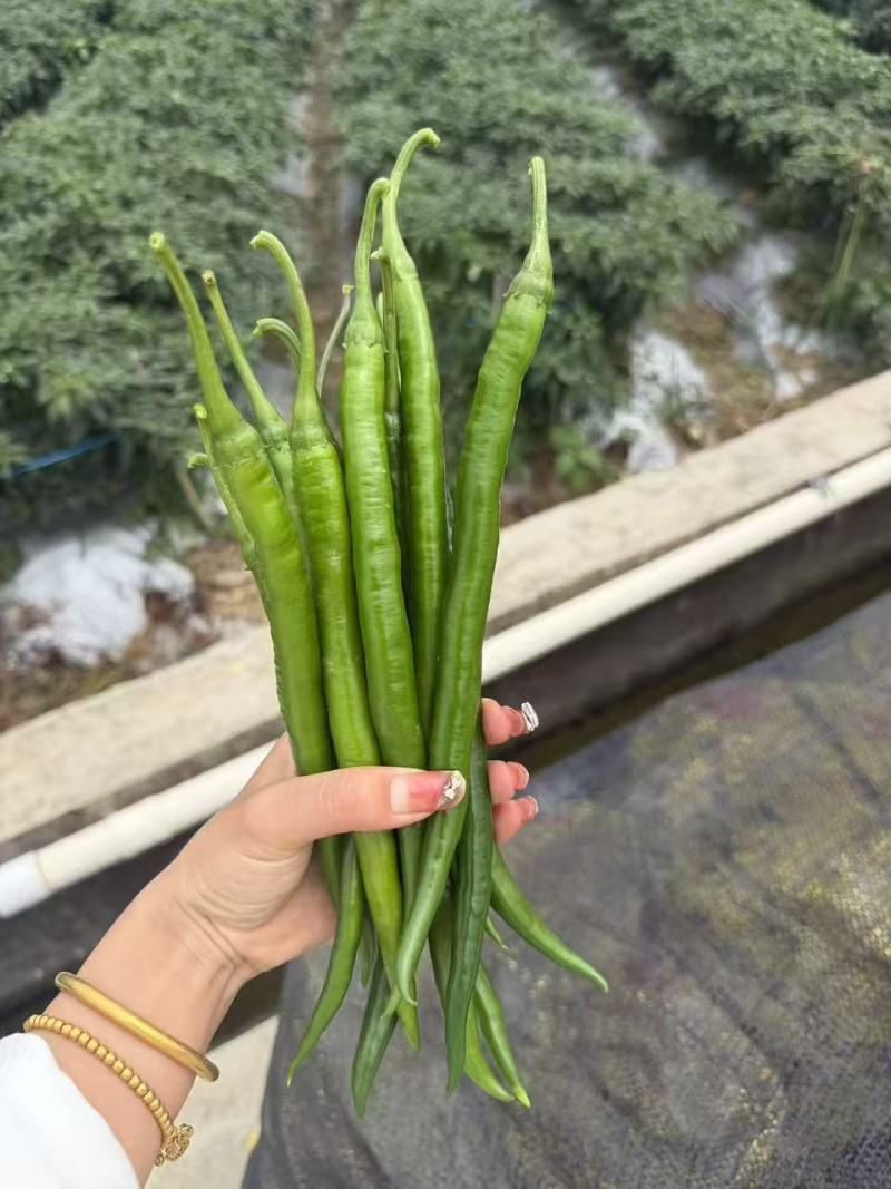 靓货靓货3号线椒大量供应市场量大从优一手货源